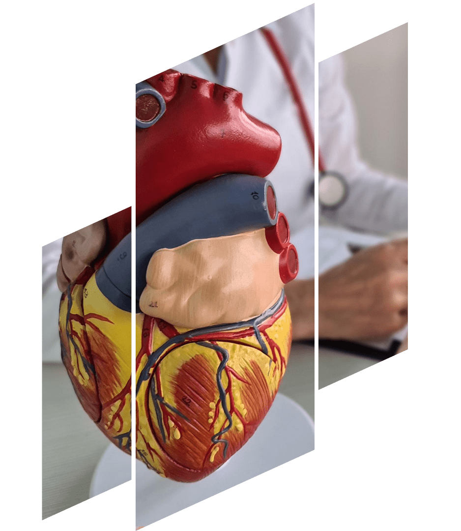 cardiologia-preventiva.png